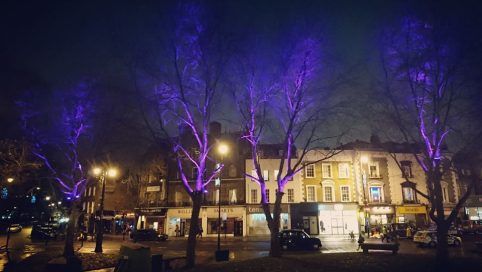 uplighting trees