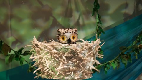 wow said the owl