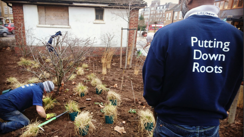 putting down roots
