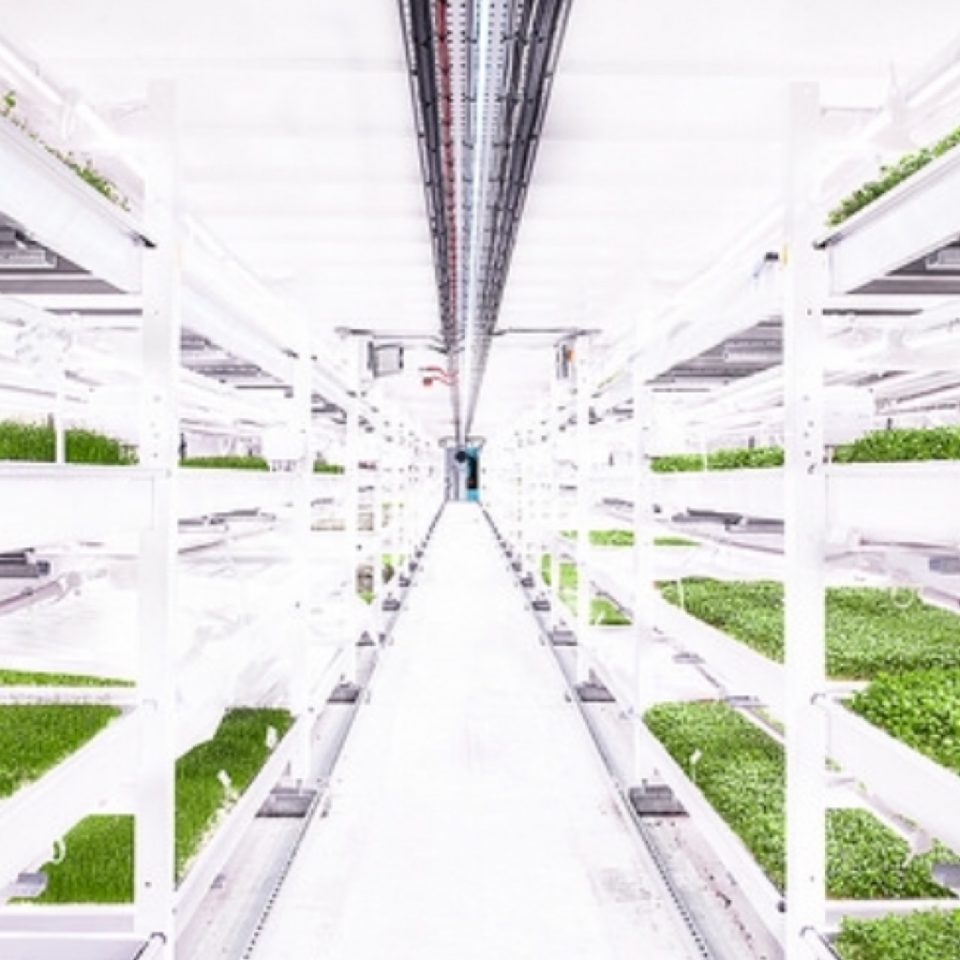 growing underground clapham